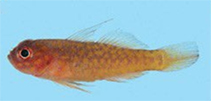 Image of Trimma flammeum (Flame pygmygoby)