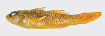 Image of Trimma fucatum (Harlot pygmygoby)