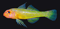 Image of Trimma hamartium (Mistaken pygmygoby)