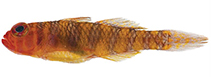 Image of Trimma luteum (Yellow barred pygmygoby)