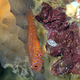 Image of Trimma macrophthalmus (Large-eyed pygmygoby)