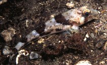 Image of Triglops murrayi (Moustache sculpin)