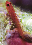 Image of Trimmatom nanus (Dwarf atom goby)