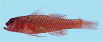 Image of Trimma necopinum (Australian pygmygoby)