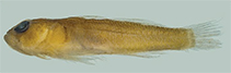 Image of Trimma omanense (Crescent-wing pygmygoby)