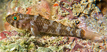 Image of Trimma quadrimaculatum (Four-spotted pygmygoby)