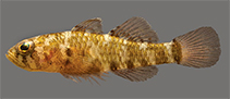 Image of Trimma quadrimaculatum (Four-spotted pygmygoby)