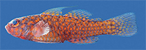 Image of Trimma readerae (Reader\