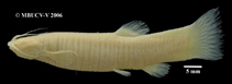 Image of Trichomycterus spelaeus 