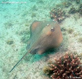 Image of Trygonoptera testacea (Common stingaree)