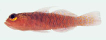 Image of Trimma volcana (Volcano pygmygoby)