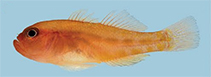 Image of Trimma yanoi (Pudgy pygmygoby)