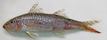 Image of Upeneus huan (Huan’s goatfish)