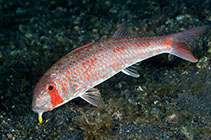 Image of Upeneus luzonius (Dark-barred goatfish)