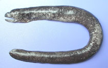 Image of Uropterygius oligospondylus (Few-vertebrae moray)