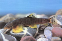 Image of Vanmanenia striata 