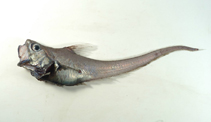 Image of Ventrifossa longibarbata 