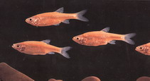 Image of Xenocyprioides carinatus 