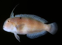 Image of Iniistius dea (Blackspot razorfish)