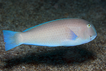 Image of Xyrichtys sanctaehelenae (Yellow razorfish)