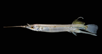 Image of Zenarchopterus dunckeri (Duncker\