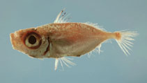 Image of Zenion hololepis 