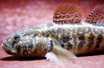 Image of Gobius ophiocephalus (Grass goby)