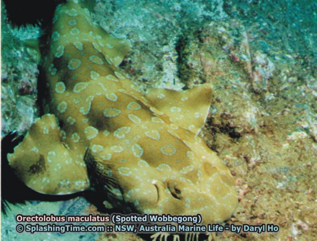 ../tools/UploadPhoto/uploads/06_Orectolobus_maculatus_(Spotted_Wobbegong).jpg