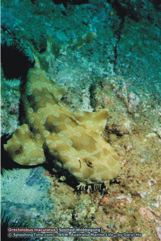 ../tools/UploadPhoto/uploads/06_Orectolobus_maculatus_(Spotted_Wobbegong)_2.jpg