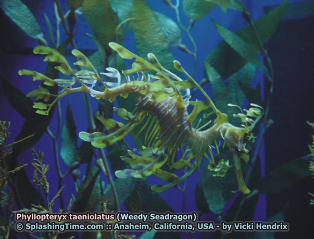 ../tools/UploadPhoto/uploads/09_Phyllopteryx_taeniolatus_(Weedy_Seadragon).jpg