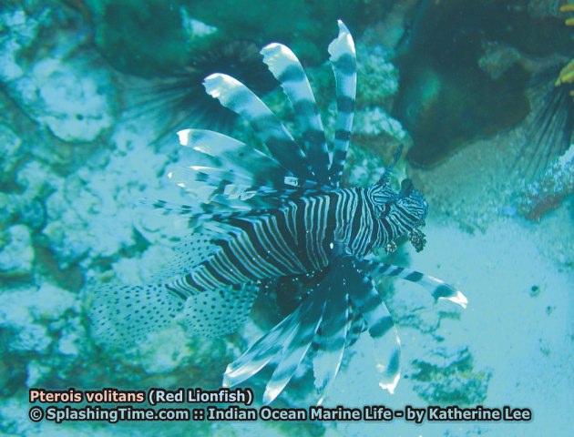 ../tools/UploadPhoto/uploads/09_Pterois_volitans_(Red_Lionfish).jpg