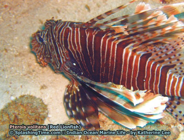 ../tools/UploadPhoto/uploads/11_Pterois_volitans_(Red_Lionfish).jpg