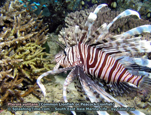 ../tools/UploadPhoto/uploads/16_Pterois_volitans_(Red_Lionfish).jpg