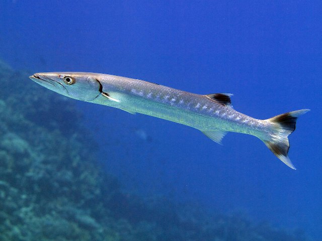 ../tools/UploadPhoto/uploads/207-1_P7212635_Sphyraena_barracuda.jpg