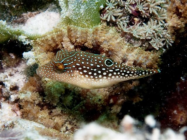 ../tools/UploadPhoto/uploads/222-1_PA116355_Canthigaster_margaritata_juv.jpg