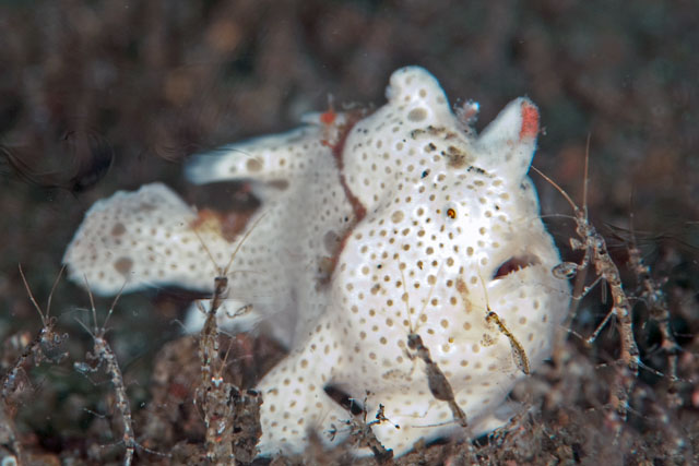 ../tools/UploadPhoto/uploads/Antennarius_pictus_(Painted_Frogfish)_Dumaguete,_Philippines.jpg