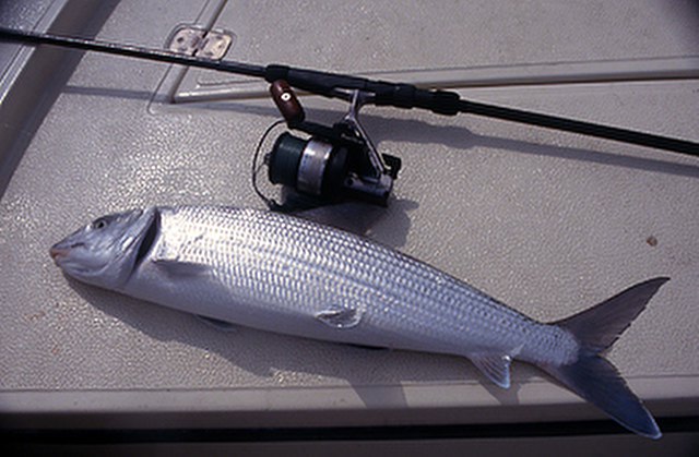 ../tools/UploadPhoto/uploads/Bonefish.jpg