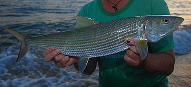 ../tools/UploadPhoto/uploads/Bonefish1.jpg