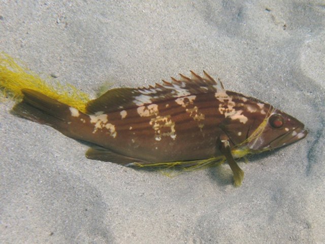 ../tools/UploadPhoto/uploads/Cernia_dorata_Epinephelus_costae_Naxos08_2238.JPG