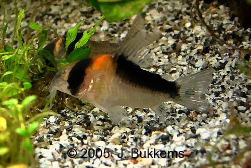 ../tools/UploadPhoto/uploads/Corydoras_duplicareus.jpg