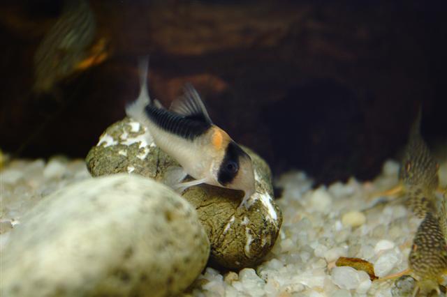 ../tools/UploadPhoto/uploads/Corydoras_duplicareus_2.jpg