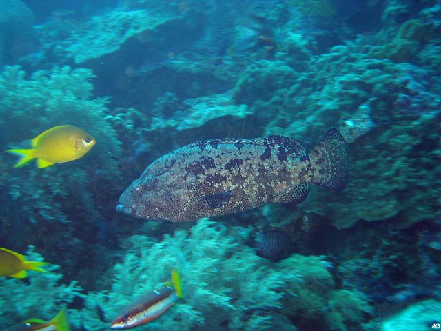 ../tools/UploadPhoto/uploads/Epinephelus_fuscoguttatus_BAL_PHL.jpg