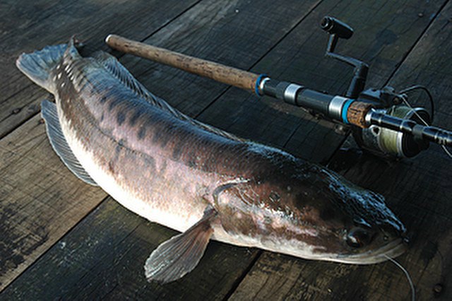 ../tools/UploadPhoto/uploads/Giant-Snakehead.jpg