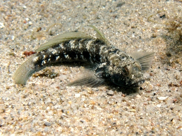 ../tools/UploadPhoto/uploads/Gobius_niger_Sardegna2011_4644.JPG