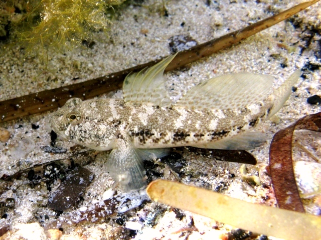 ../tools/UploadPhoto/uploads/Gobius_niger_Sardegna2011_5383.JPG