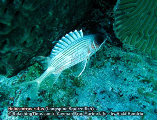 ../tools/UploadPhoto/uploads/Holocentrus_rufus_(Longspine_Squirrelfish).jpg