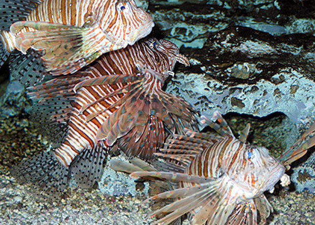 ../tools/UploadPhoto/uploads/Lionfish1.jpg