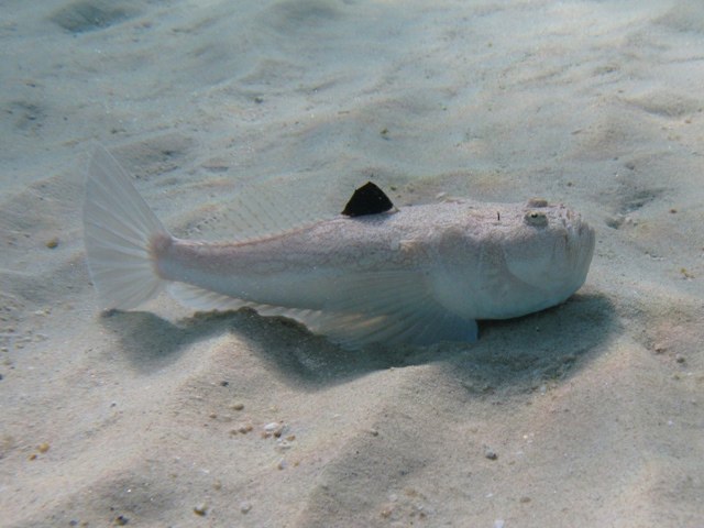 ../tools/UploadPhoto/uploads/Pesce_prete_Uranoscopus_scaber_Naxos08_1687_.JPG