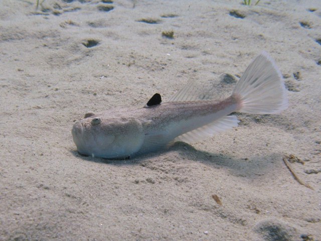 ../tools/UploadPhoto/uploads/Pesce_prete_Uranoscopus_scaber_Naxos08_1742_.JPG