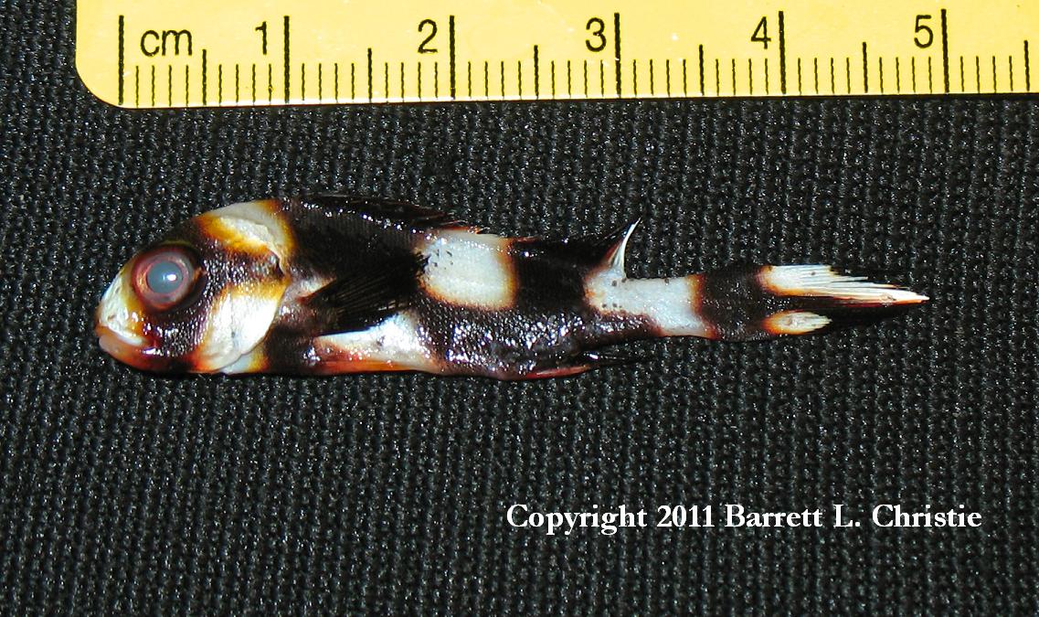 ../tools/UploadPhoto/uploads/Plectorhinchus_orientalis_BLChristie_Juvenile.jpg